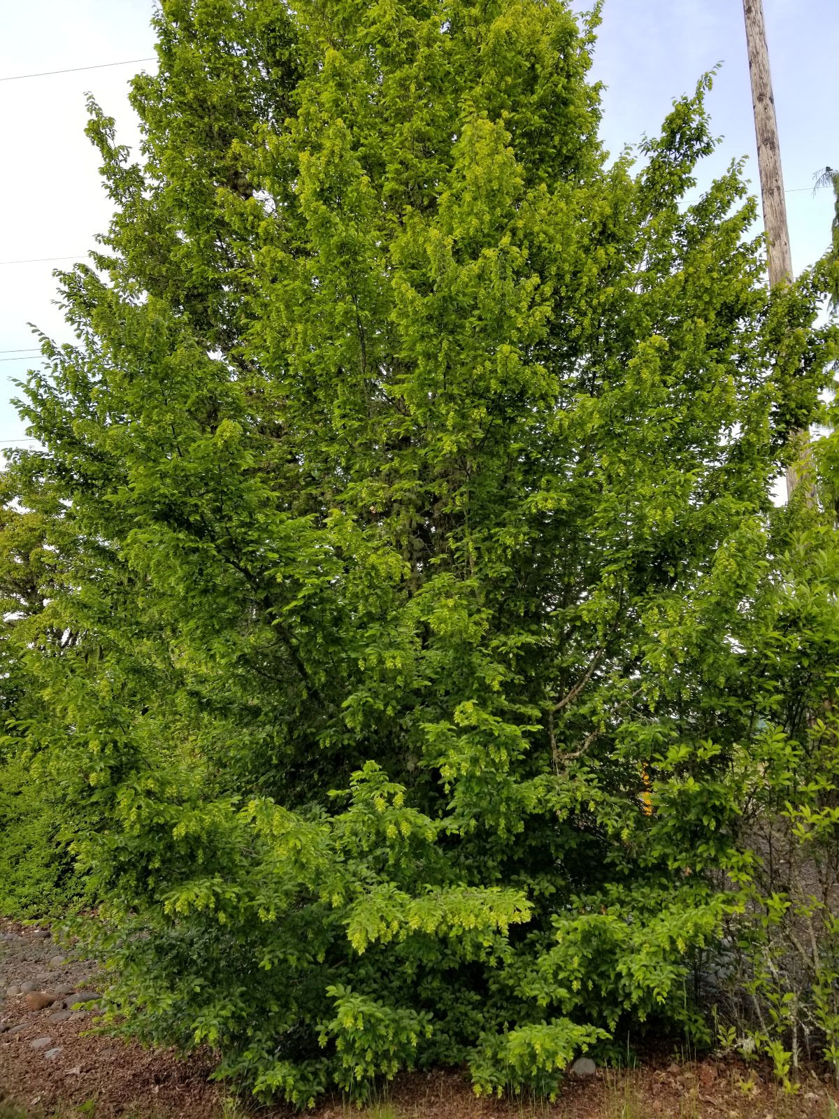 Carpinus coreana
