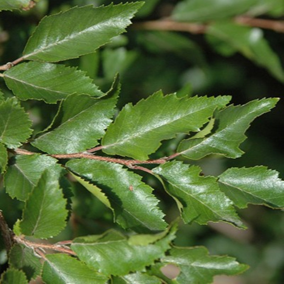 Carpinus coreana