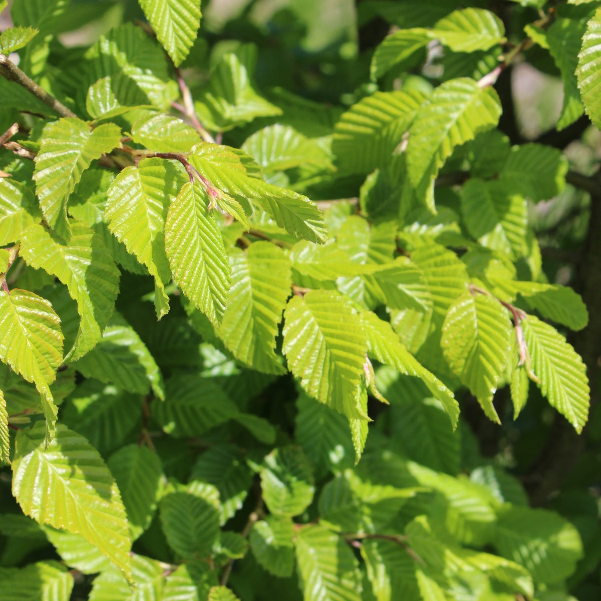Carpinus coreana Model Rocket™ '#2 HSI Narrow'