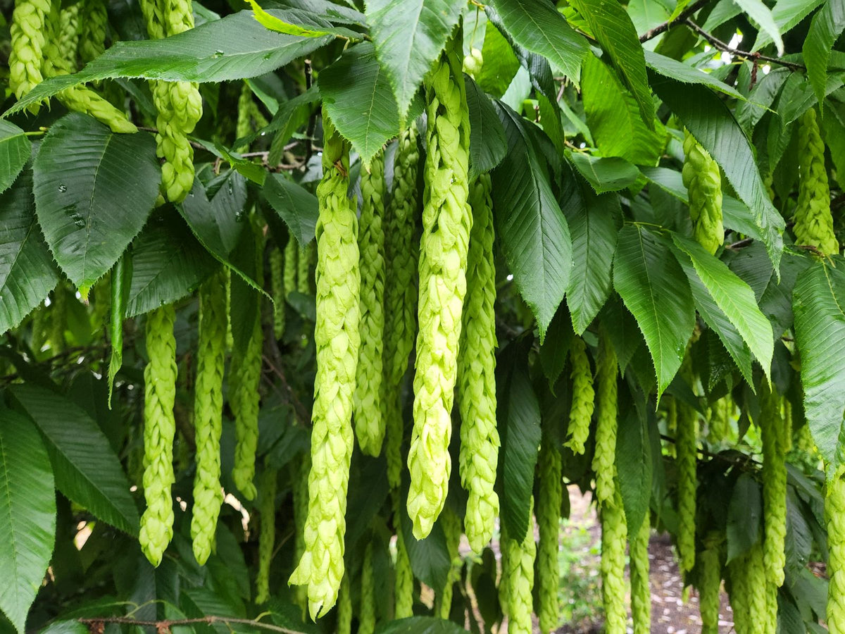 Carpinus fangiana