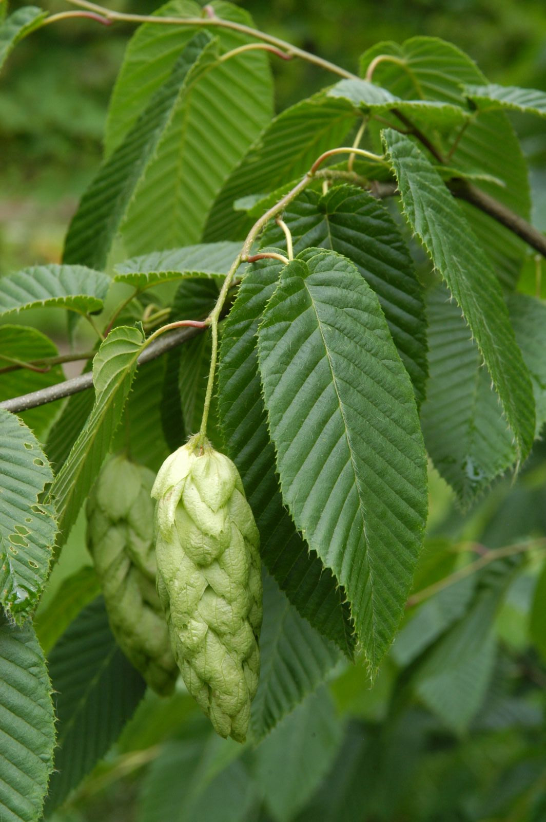 Carpinus japonica