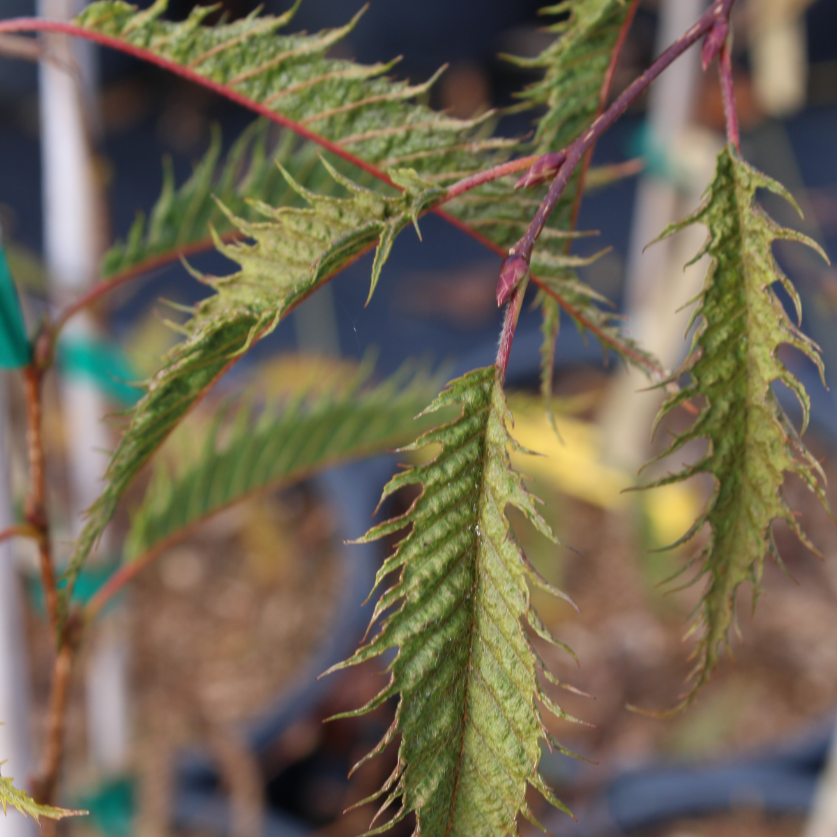 Carpinus japonica 'Silver Lace'