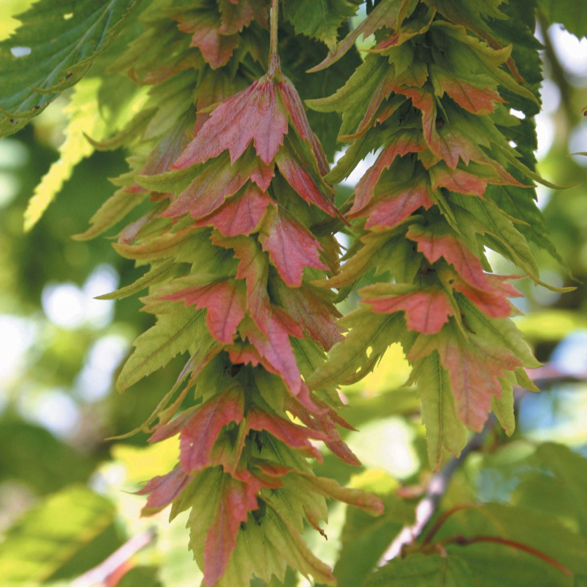 Carpinus laxiflora
