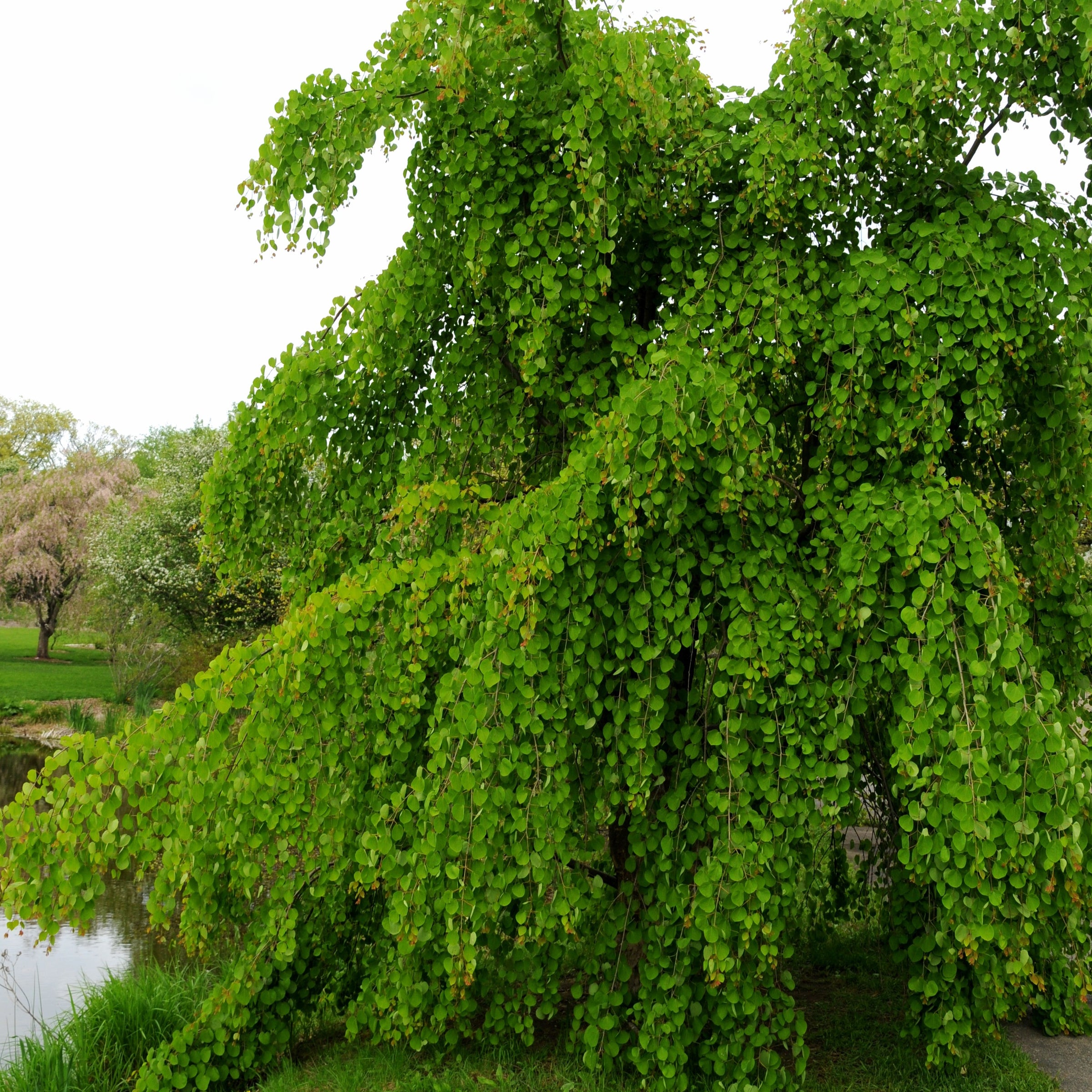 Cercidiphyllum japonicum 'Morioka Weeping'