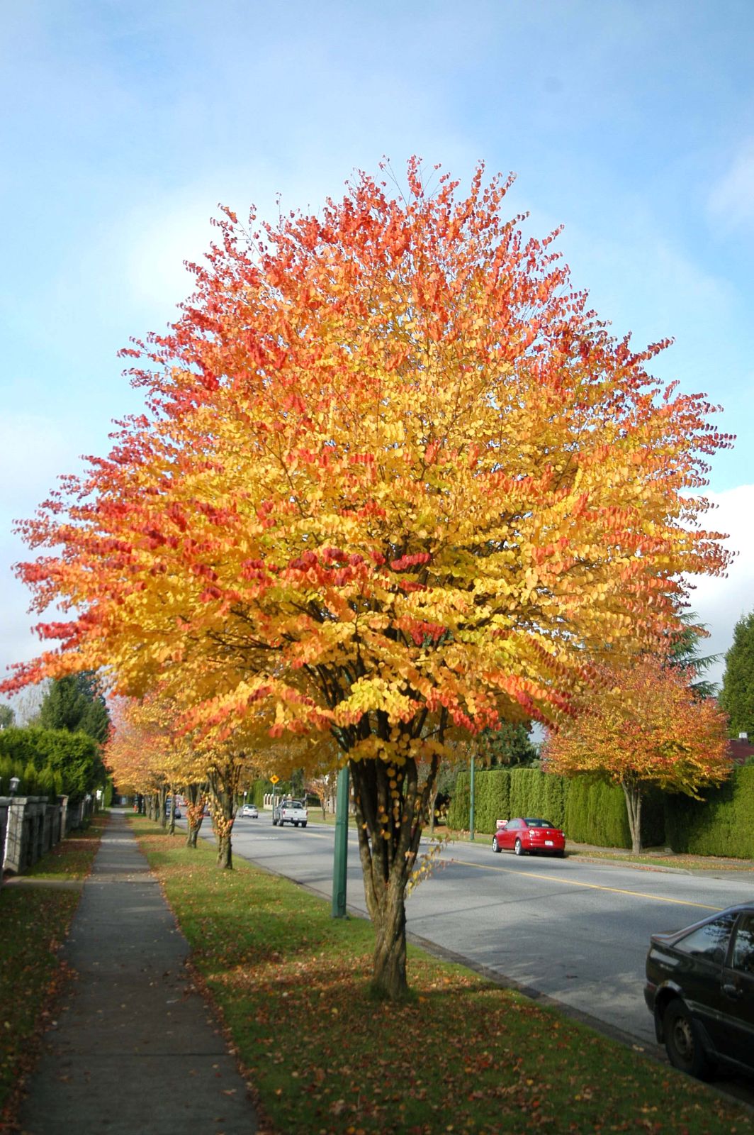 Cercidiphyllum japonicum