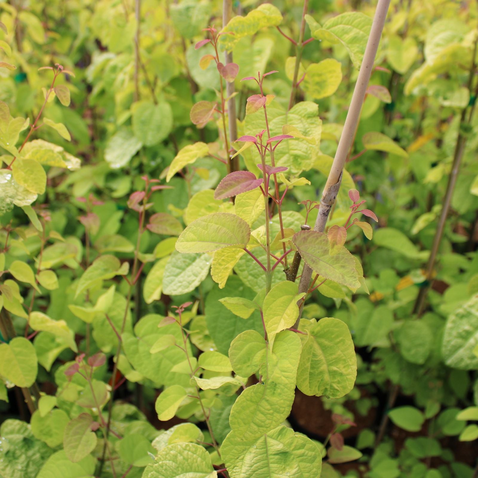 Cercidiphyllum japonicum Claim Jumper™ 'HSI1'