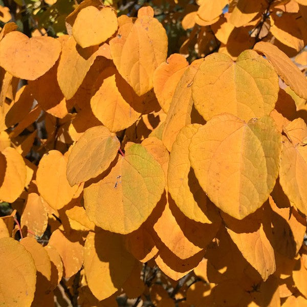Cercidiphyllum japonicum KoolKat® 'KOOLDAK'