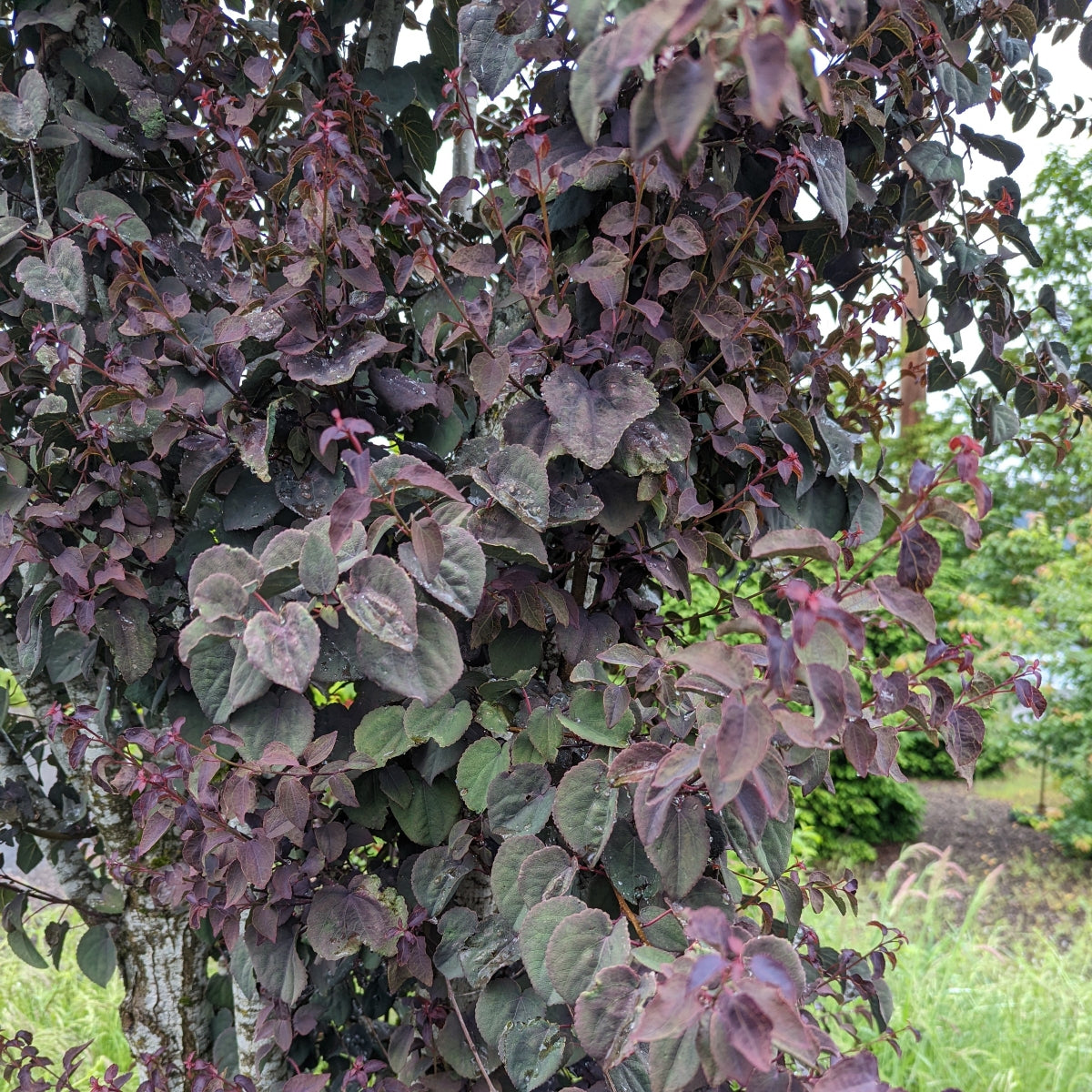 Cercidiphyllum japonicum 'Rotfuchs'