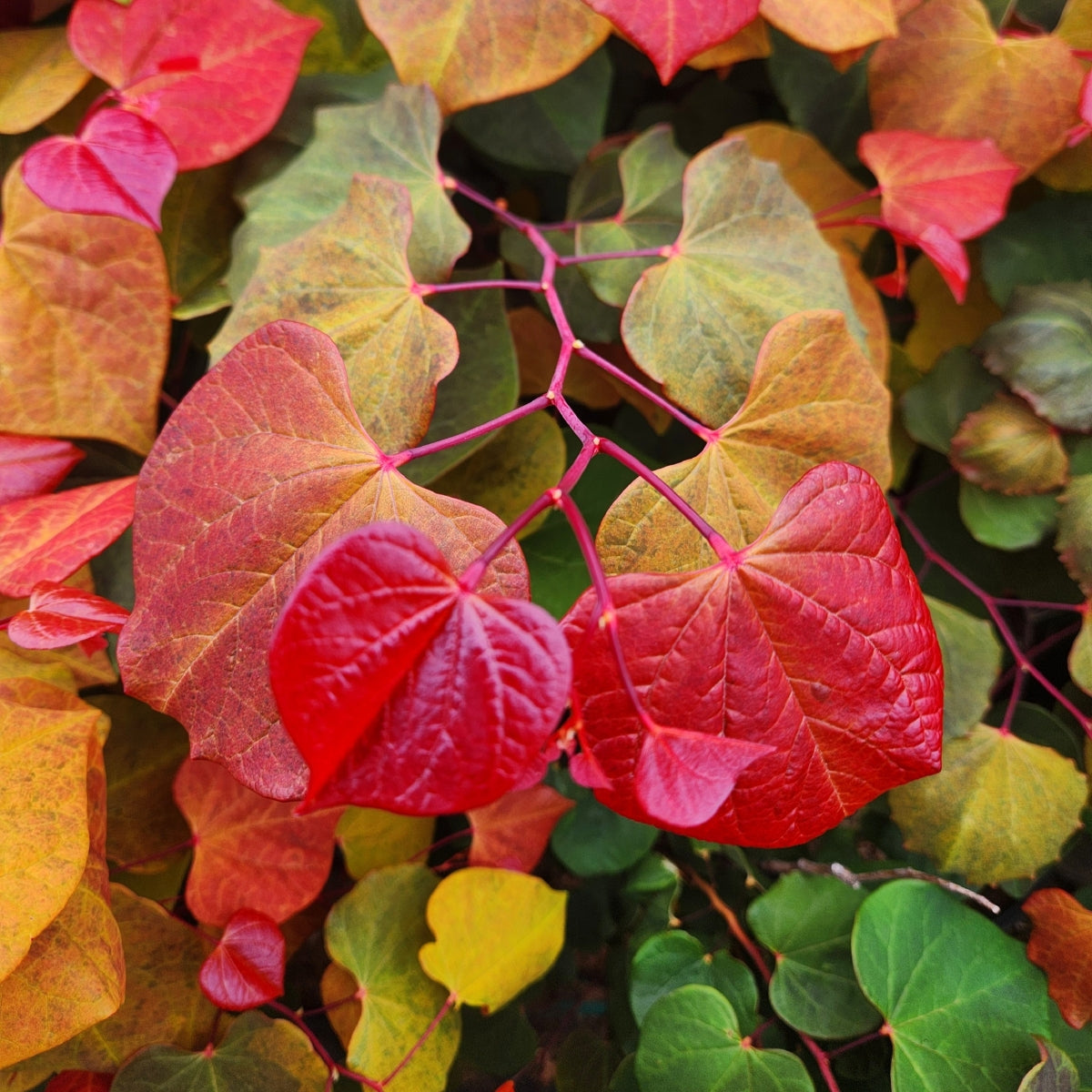 Cercis canadensis Hearts A'Fire® PP36,785