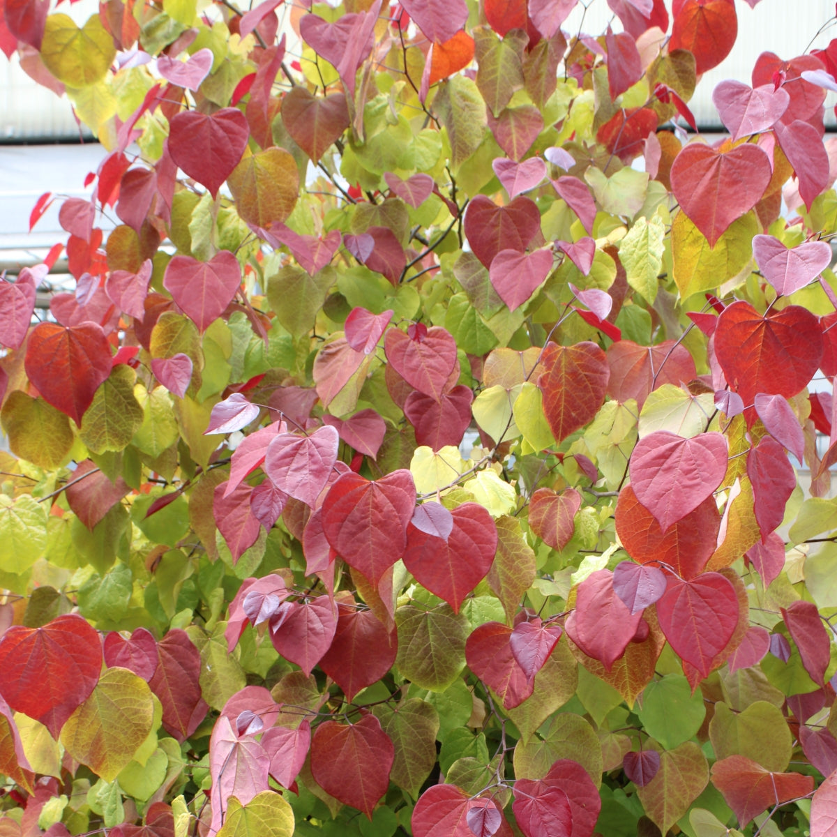 Cercis canadensis Flame Thrower®