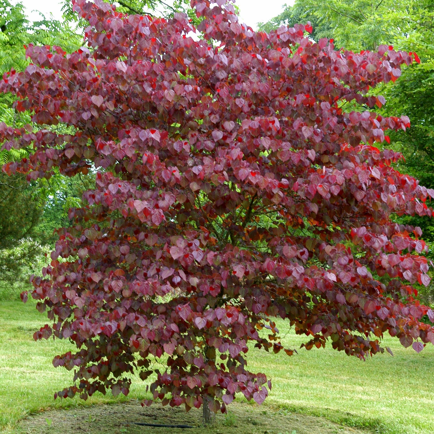 Cercis canadensis 'Forest Pansy'