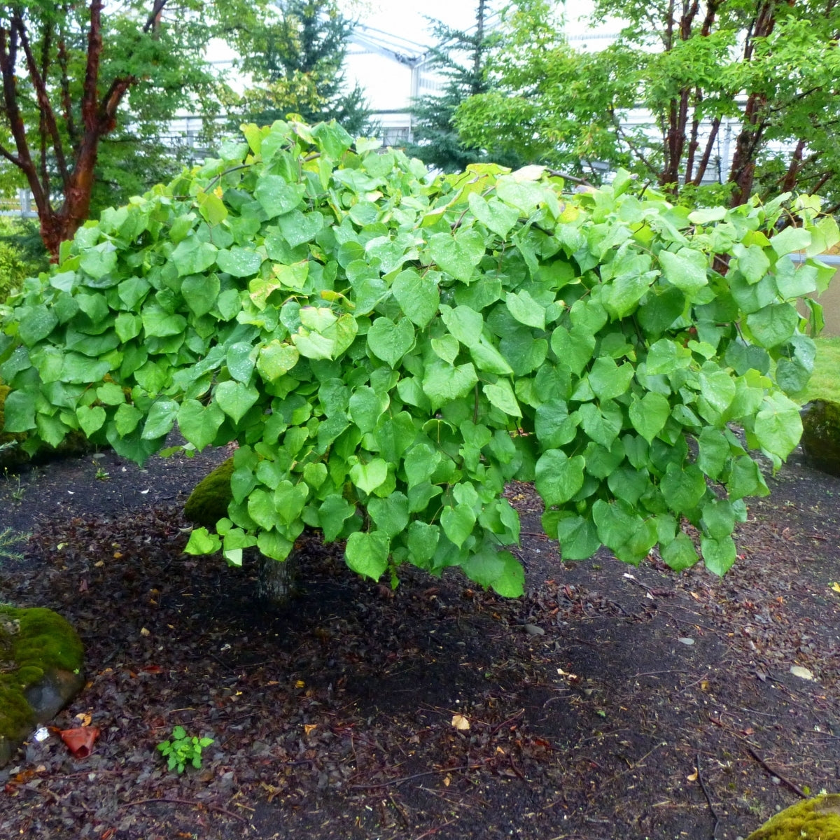 Cercis canadensis Lavender Twist® 'Covey'
