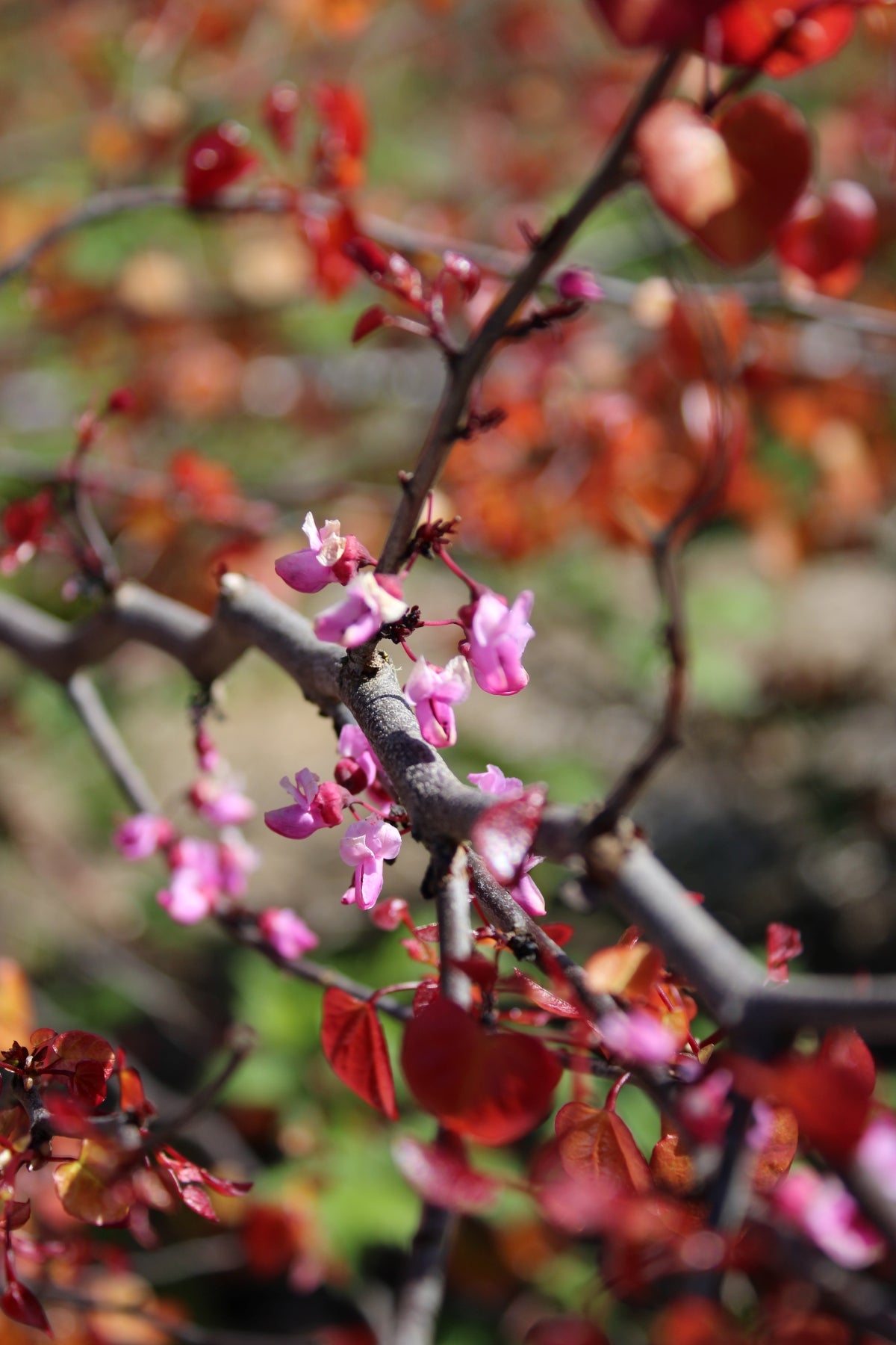 Cercis canadensis Flame Thrower®