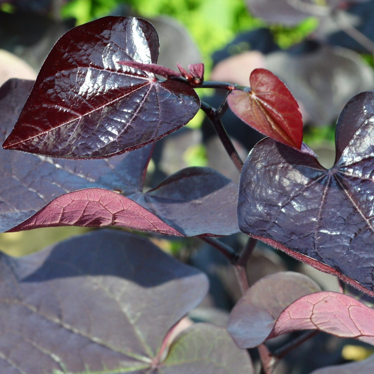 Cercis canadensis Black Pearl™ 'JN16' PP28.627