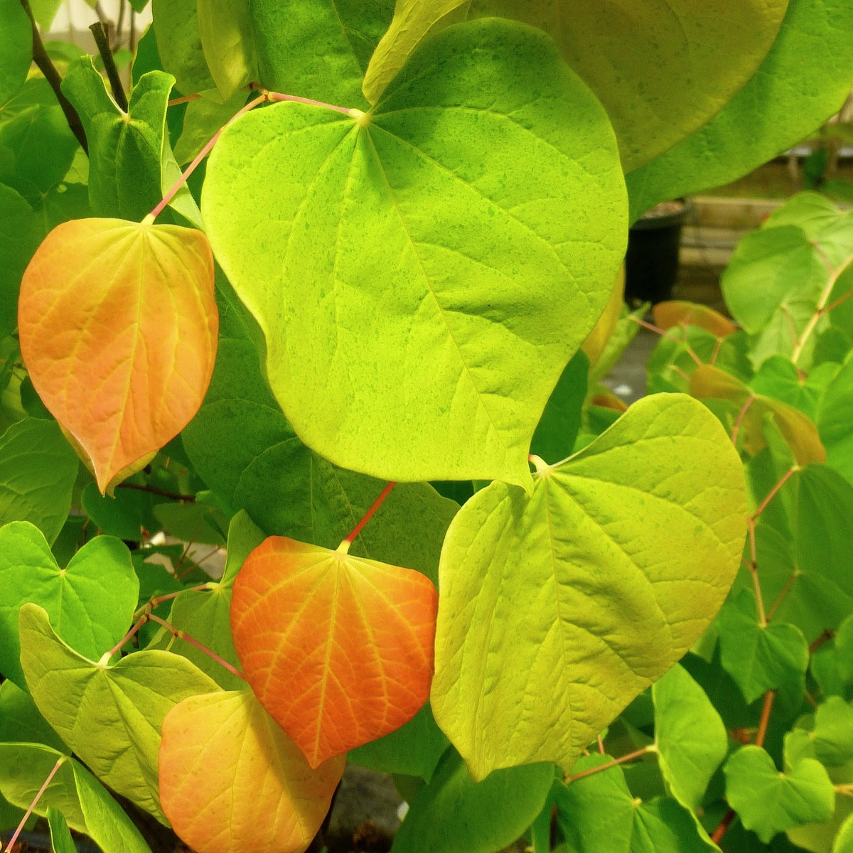 Cercis canadensis The Rising Sun™ 'JN2' PP21,451