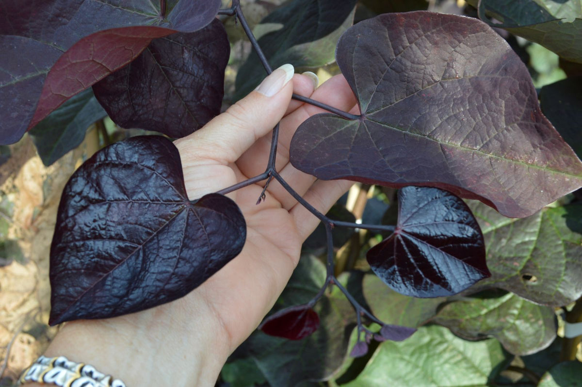 Cercis canadensis Black Pearl™ 'JN16' PP28.627