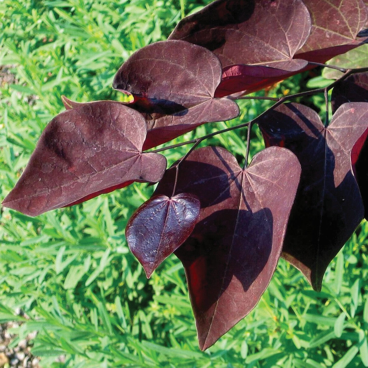 Cercis canadensis 'Ruby Falls'