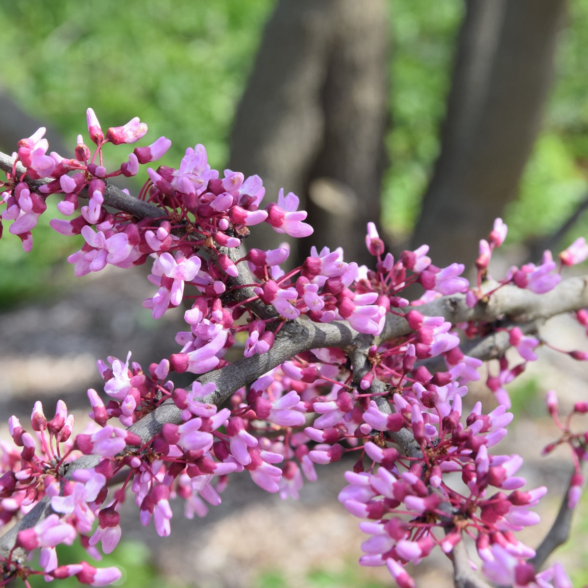 Cercis canadensis