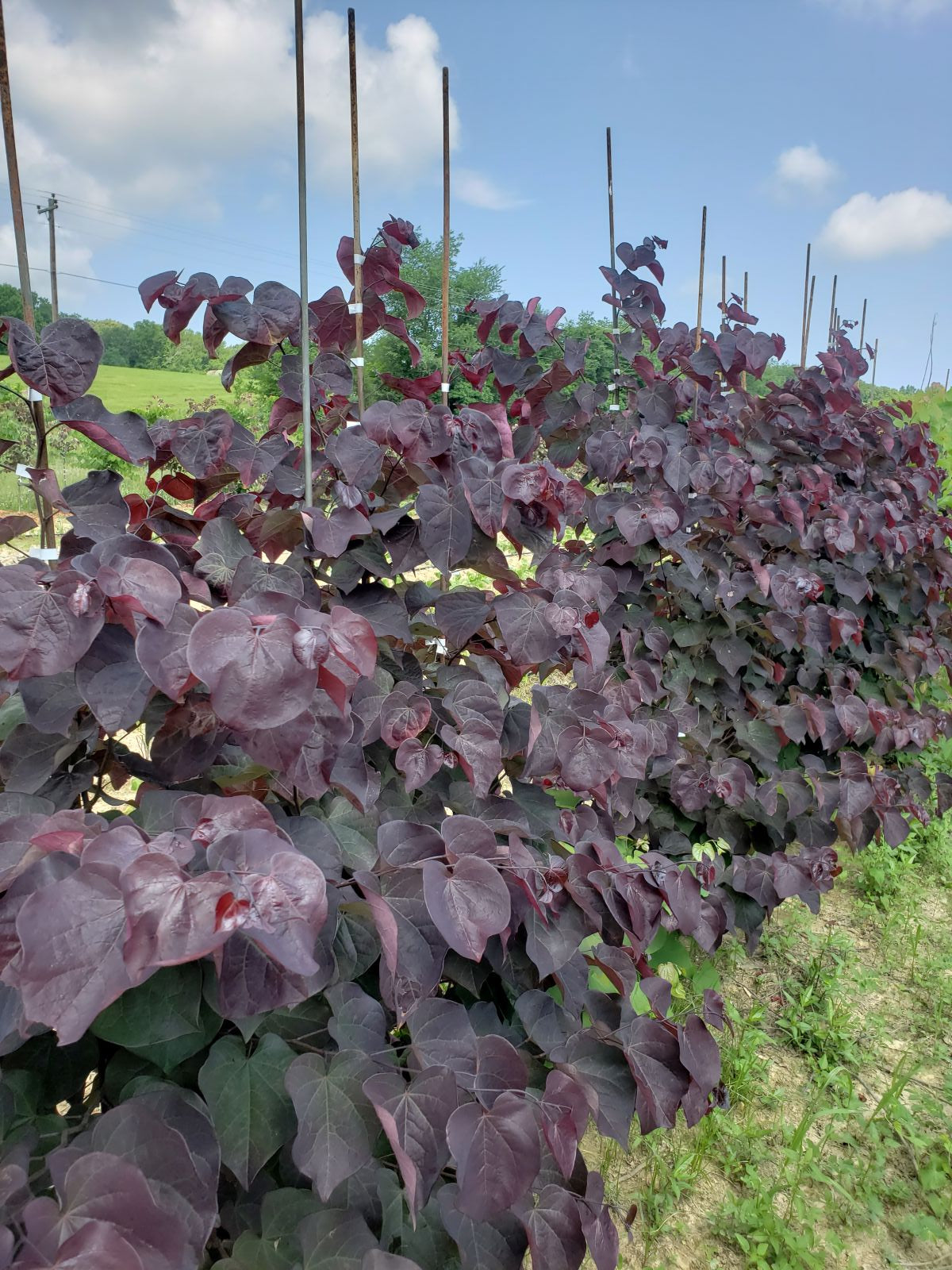 Cercis canadensis Black Pearl™ 'JN16' PP28.627