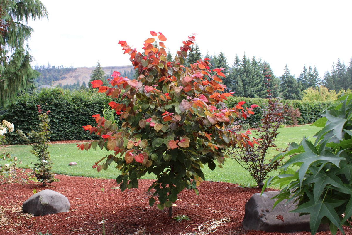 Cercis canadensis Hearts A'Fire® PP36,785