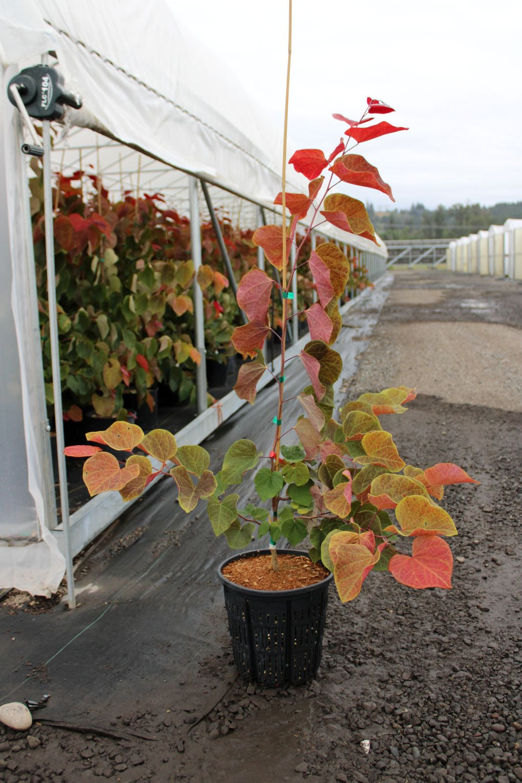 Cercis canadensis Hearts A'Fire® PP36,785