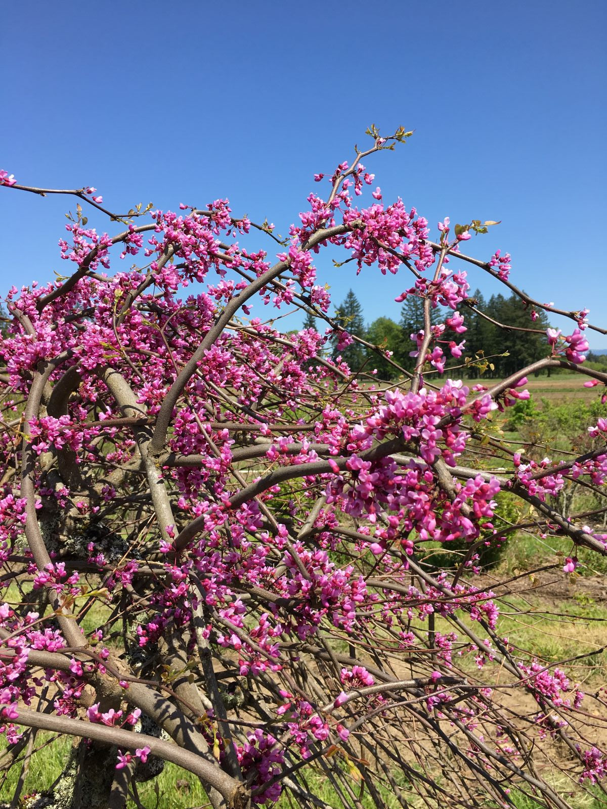 Cercis canadensis Lavender Twist® 'Covey'