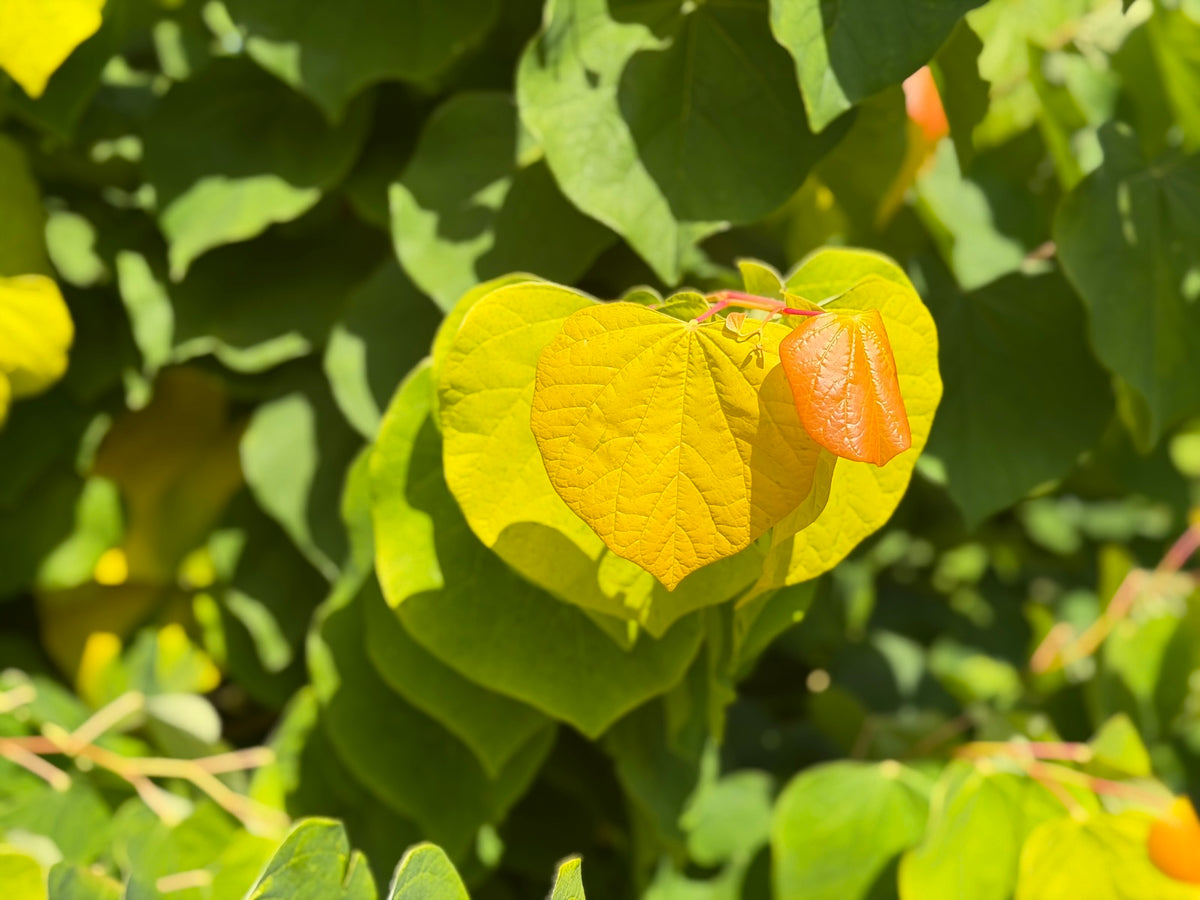 Cercis canadensis The Rising Sun™ 'JN2' PP21,451