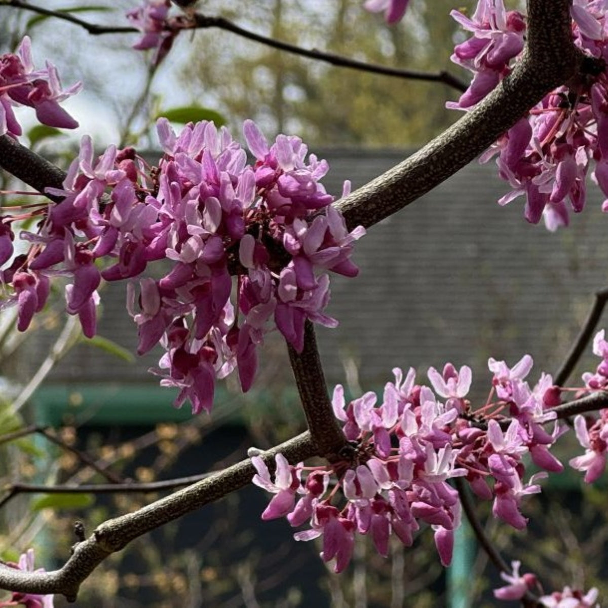 Cercis canadensis (Northern Source)