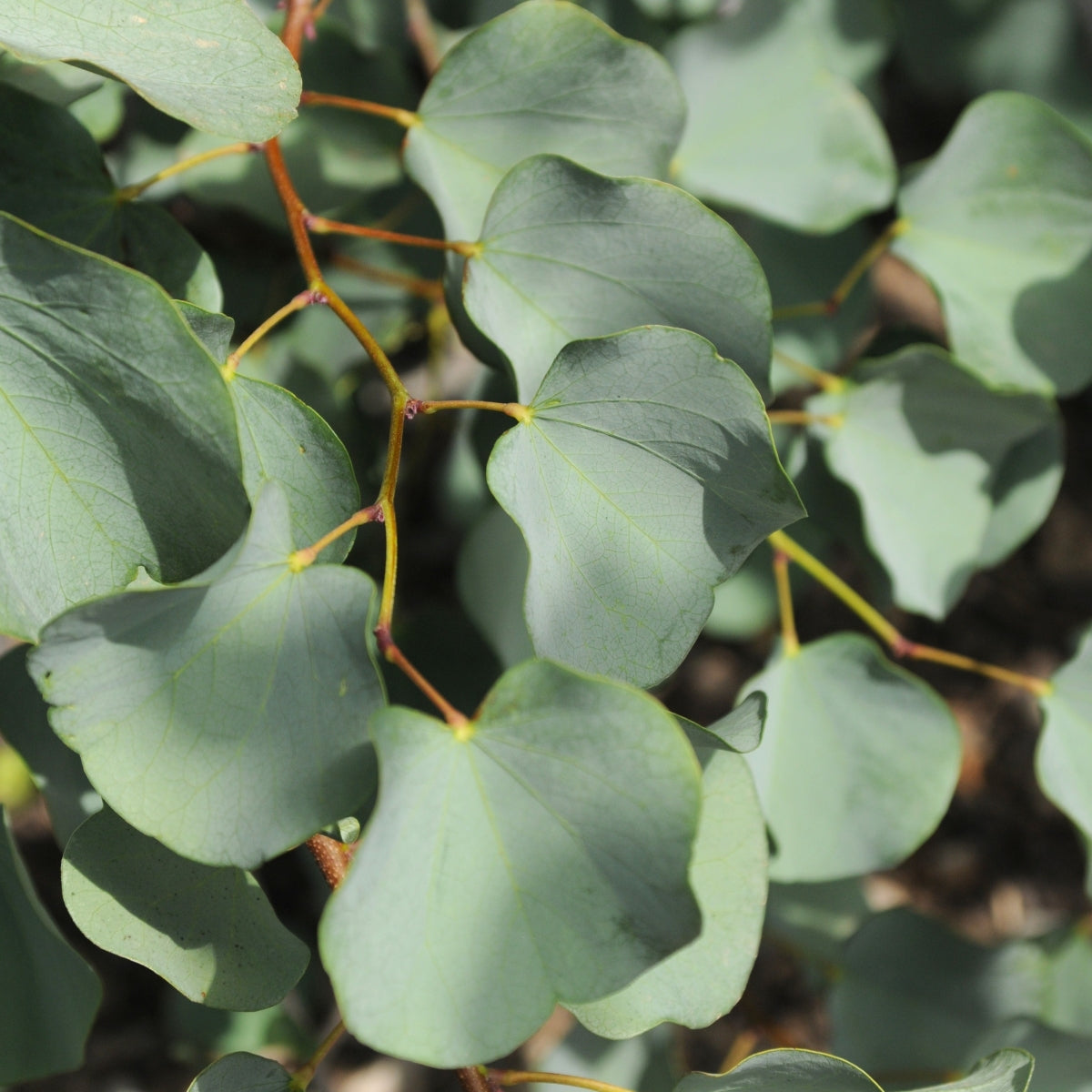 Cercis occidentalis