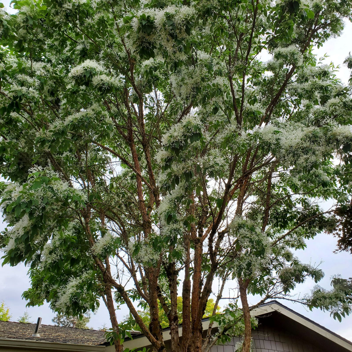 Chionanthus retusus