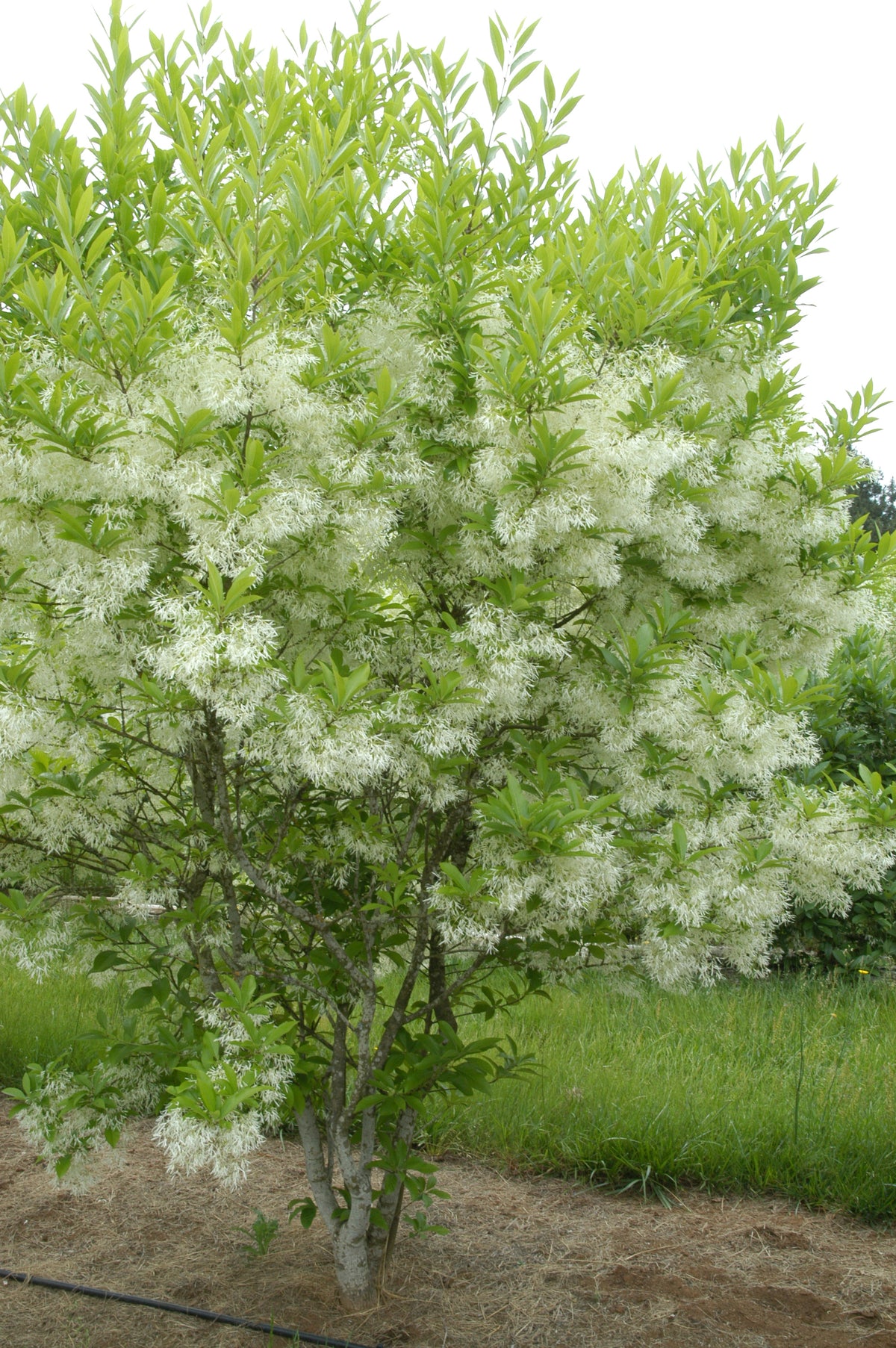 Chionanthus virginicus