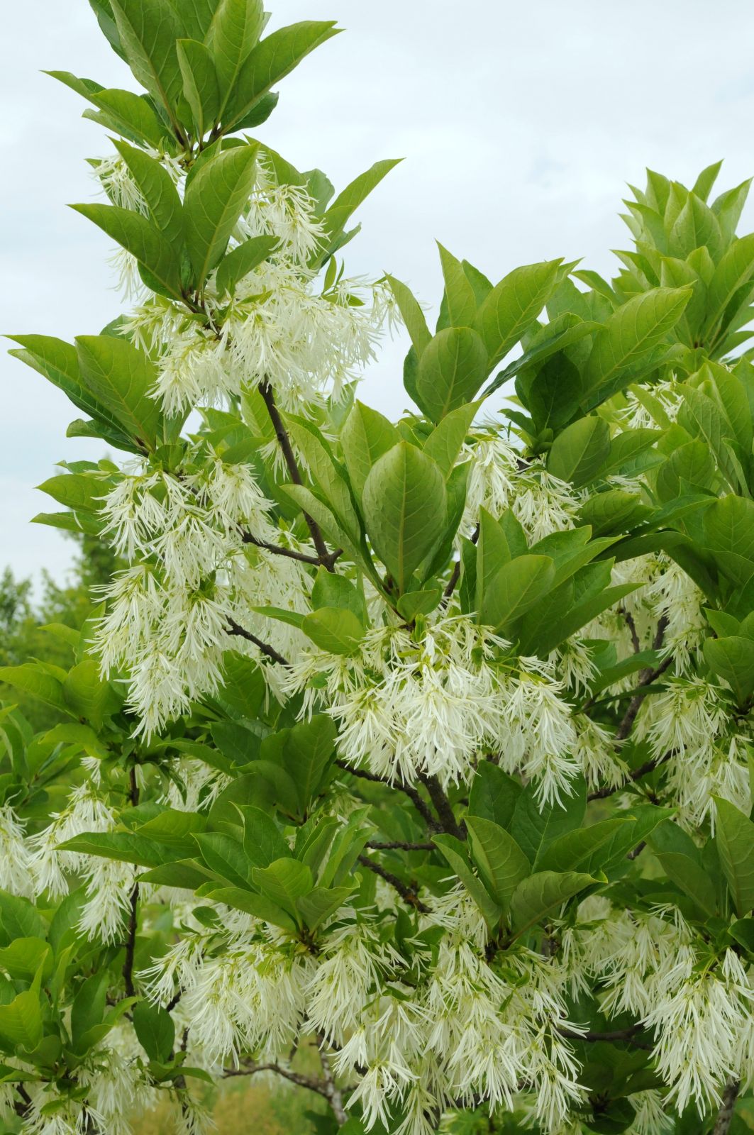 Chionanthus virginicus