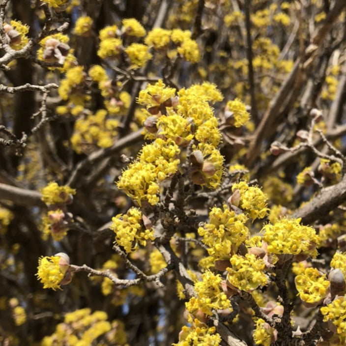 Cornus mas