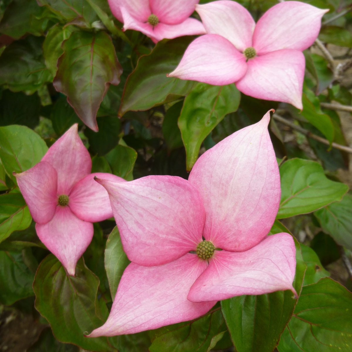 Cornus Rosy Teacups® 'F70:R11,P13' PP 26,211
