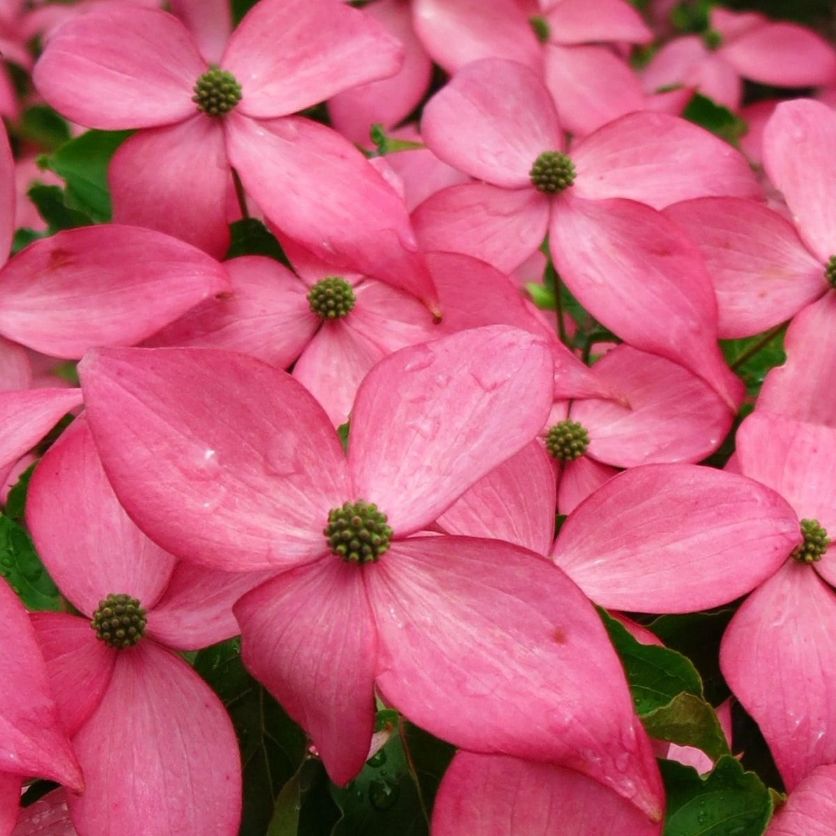 Cornus kousa Scarlet Fire™ 'Rutpink' PP28,311