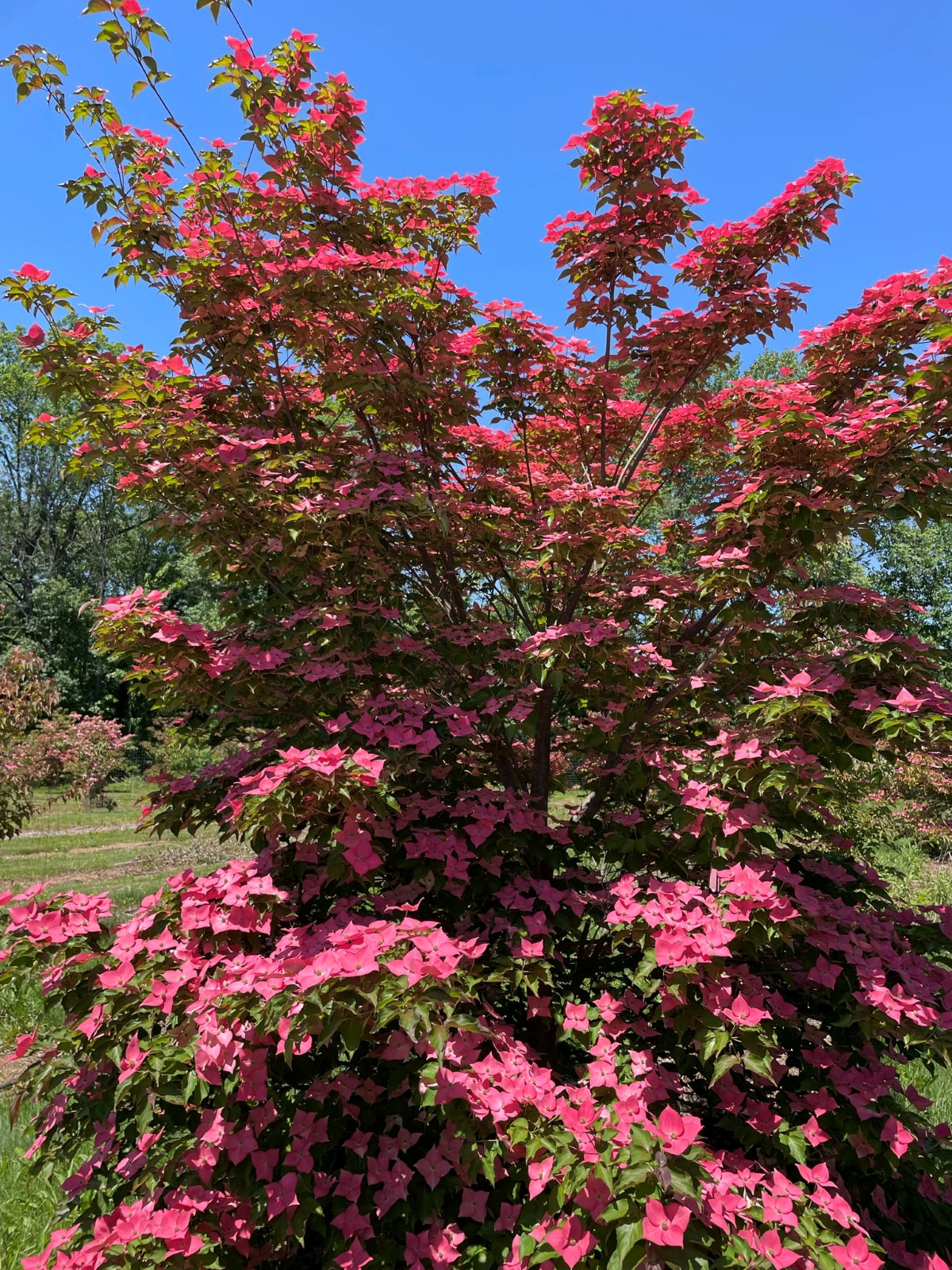 Cornus k. Eternal Scarlet™ 'Rutglow' PP19/038.065
