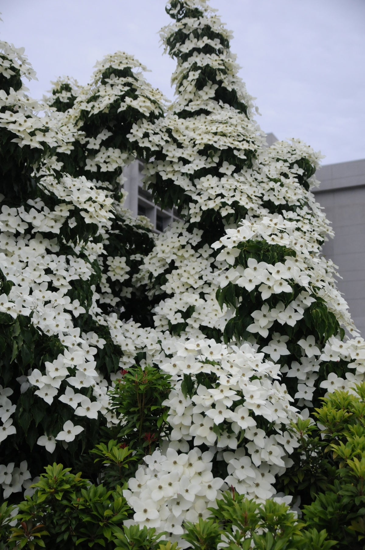 Cornus kousa 'Greensleeves'
