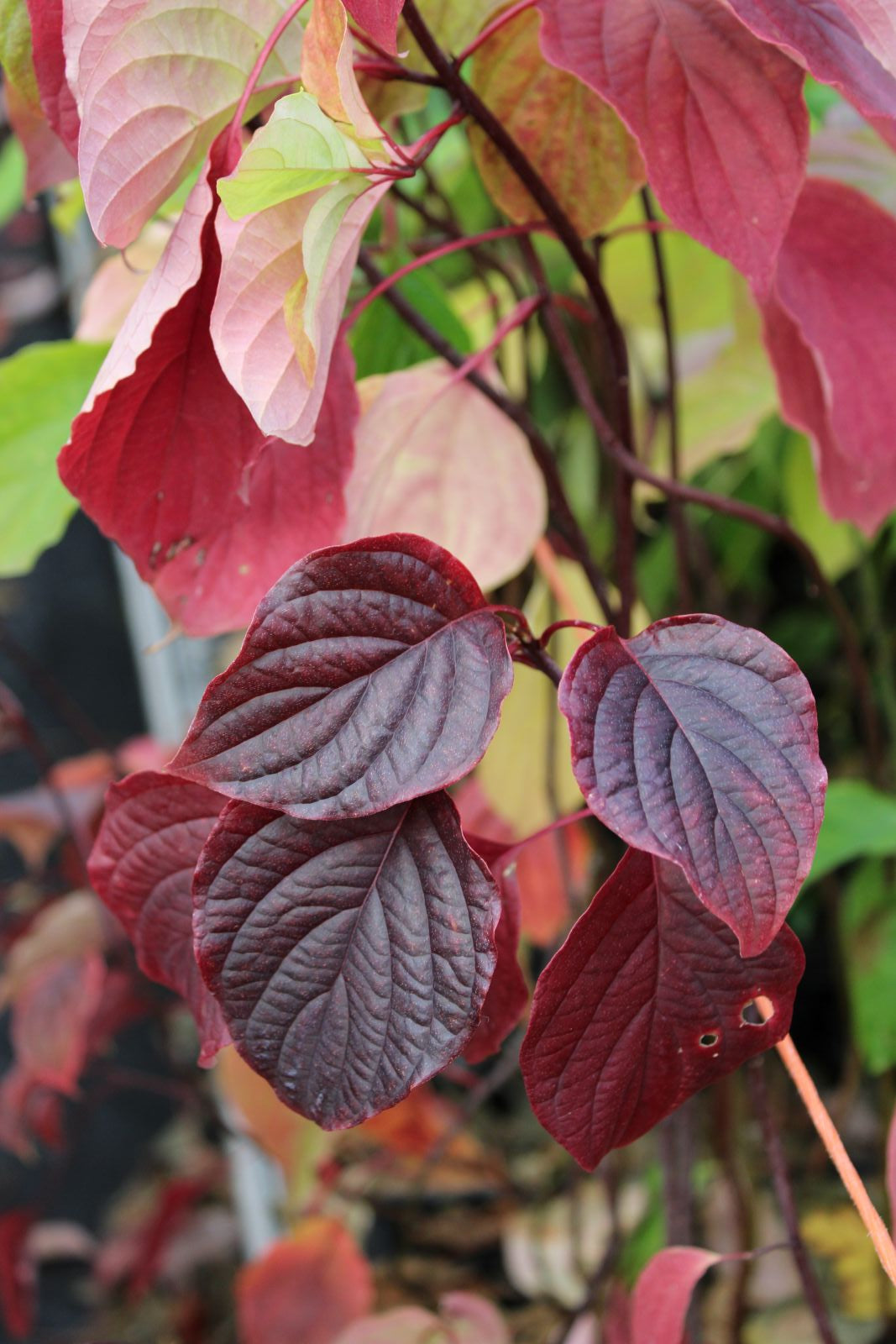 Cornus alternifolia
