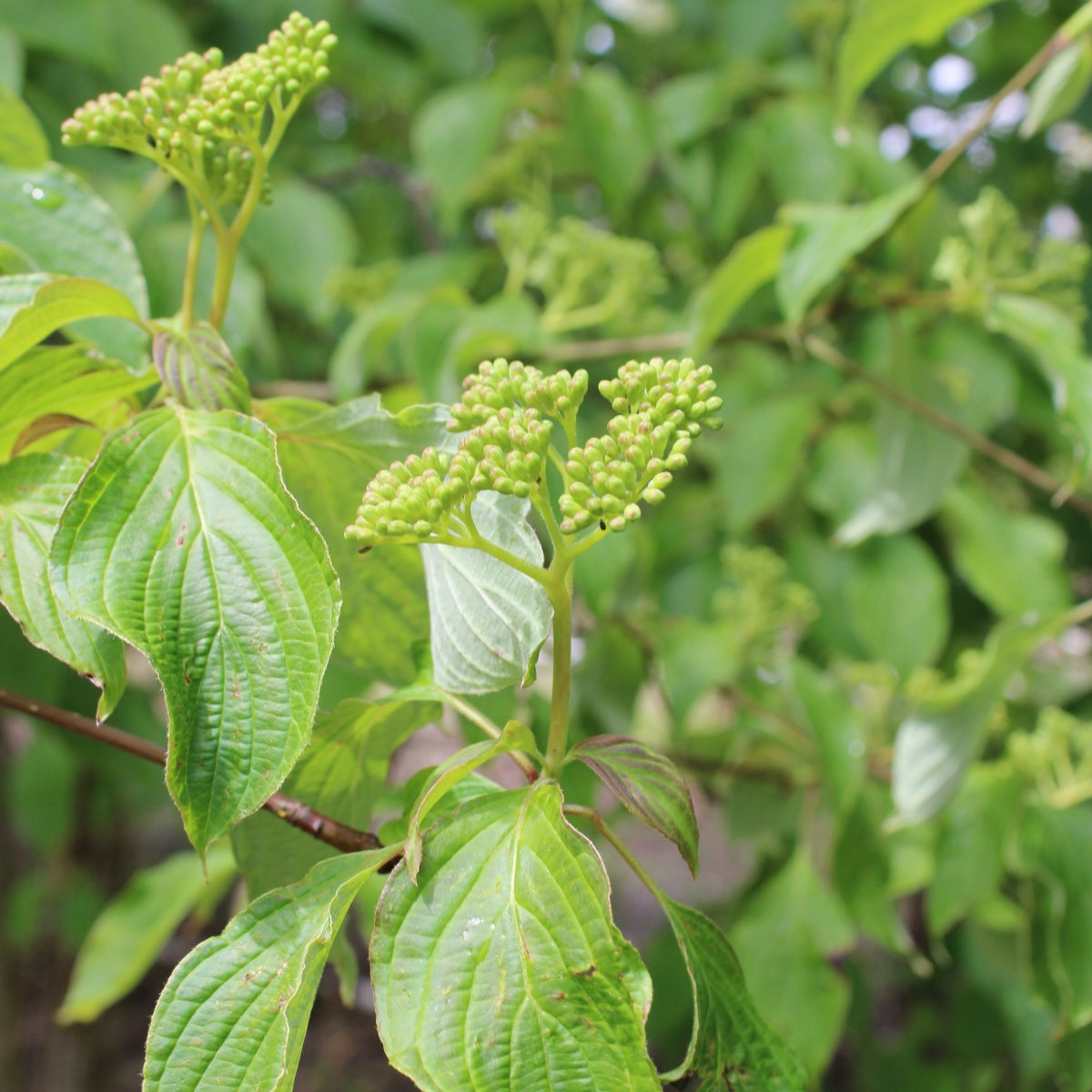 Cornus alternifolia