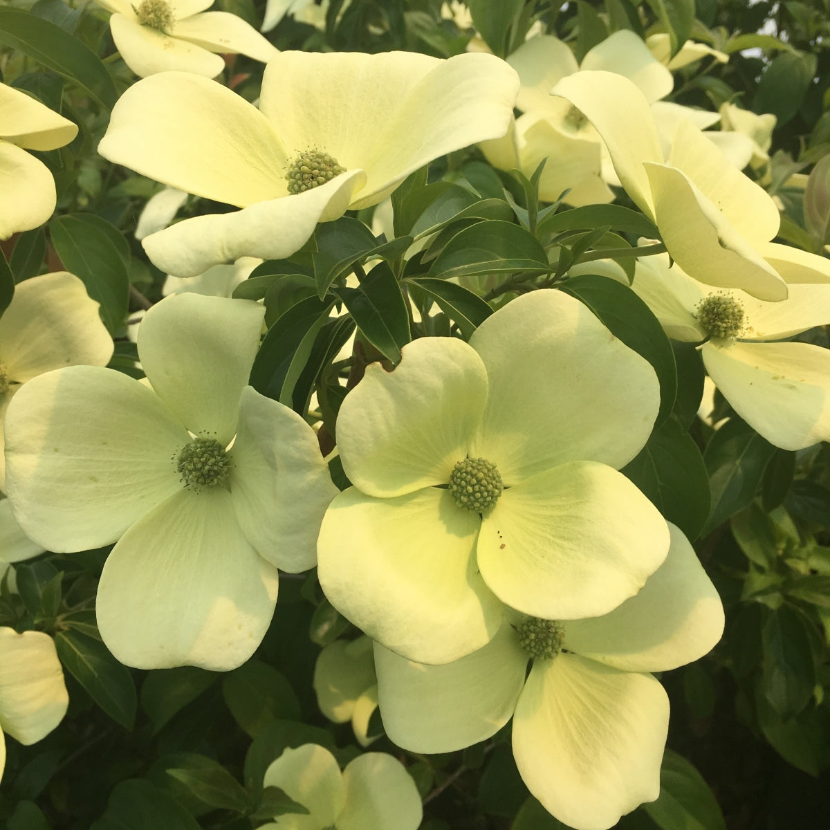Cornus capitata 'Mountain Moon'
