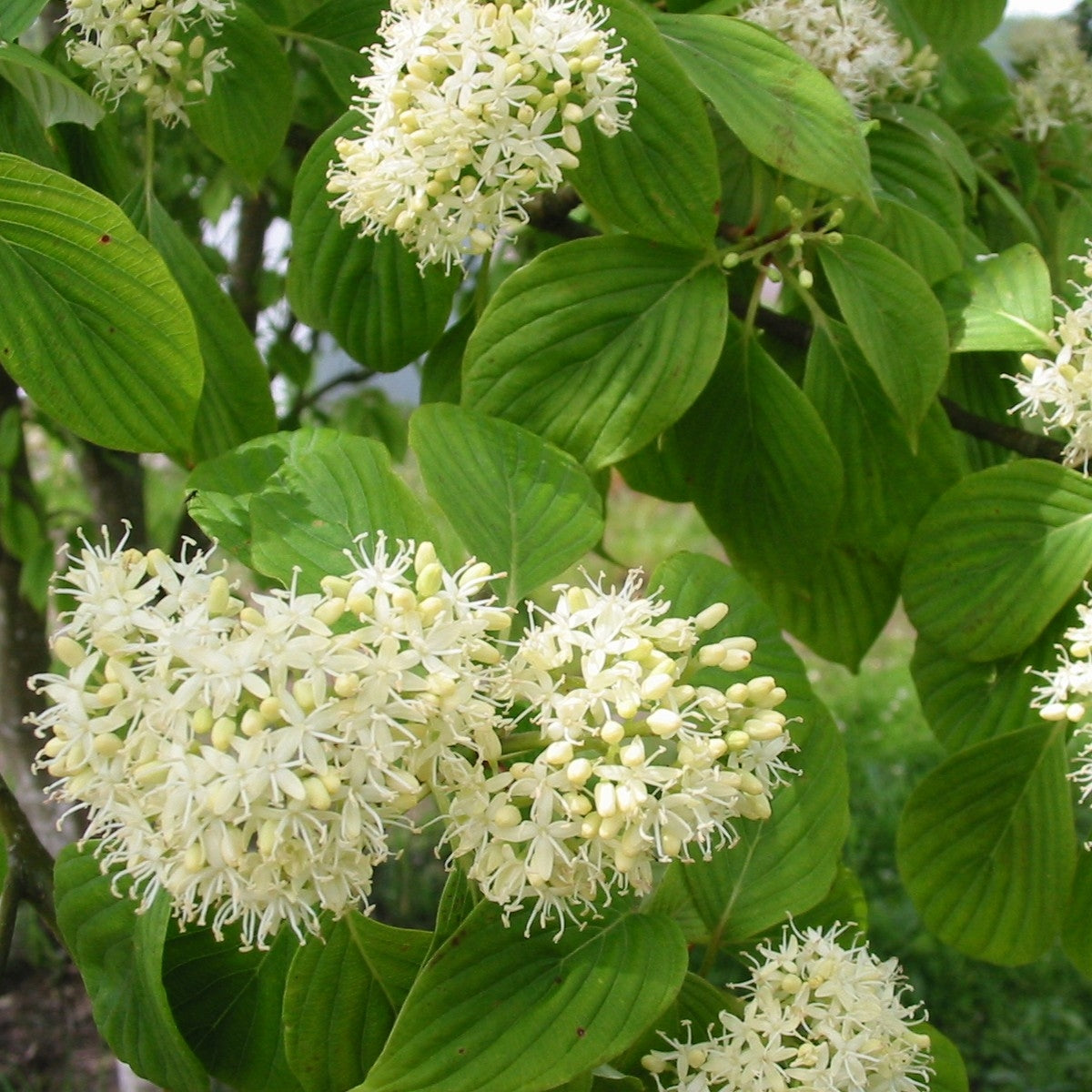 Cornus controversa