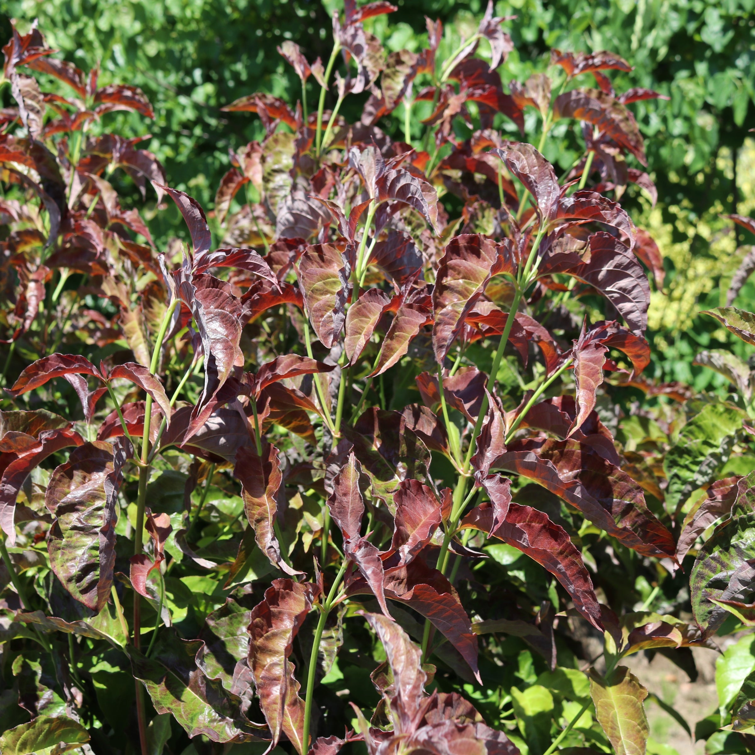 Cornus florida Ragin' Red™ PPAF