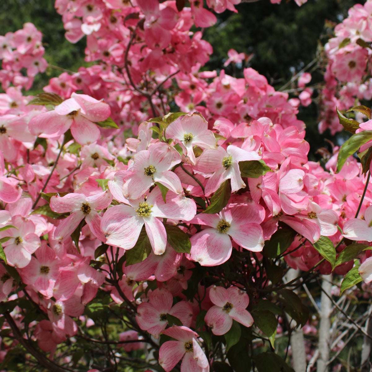 Cornus florida Cherokee Brave 'Comco #1'