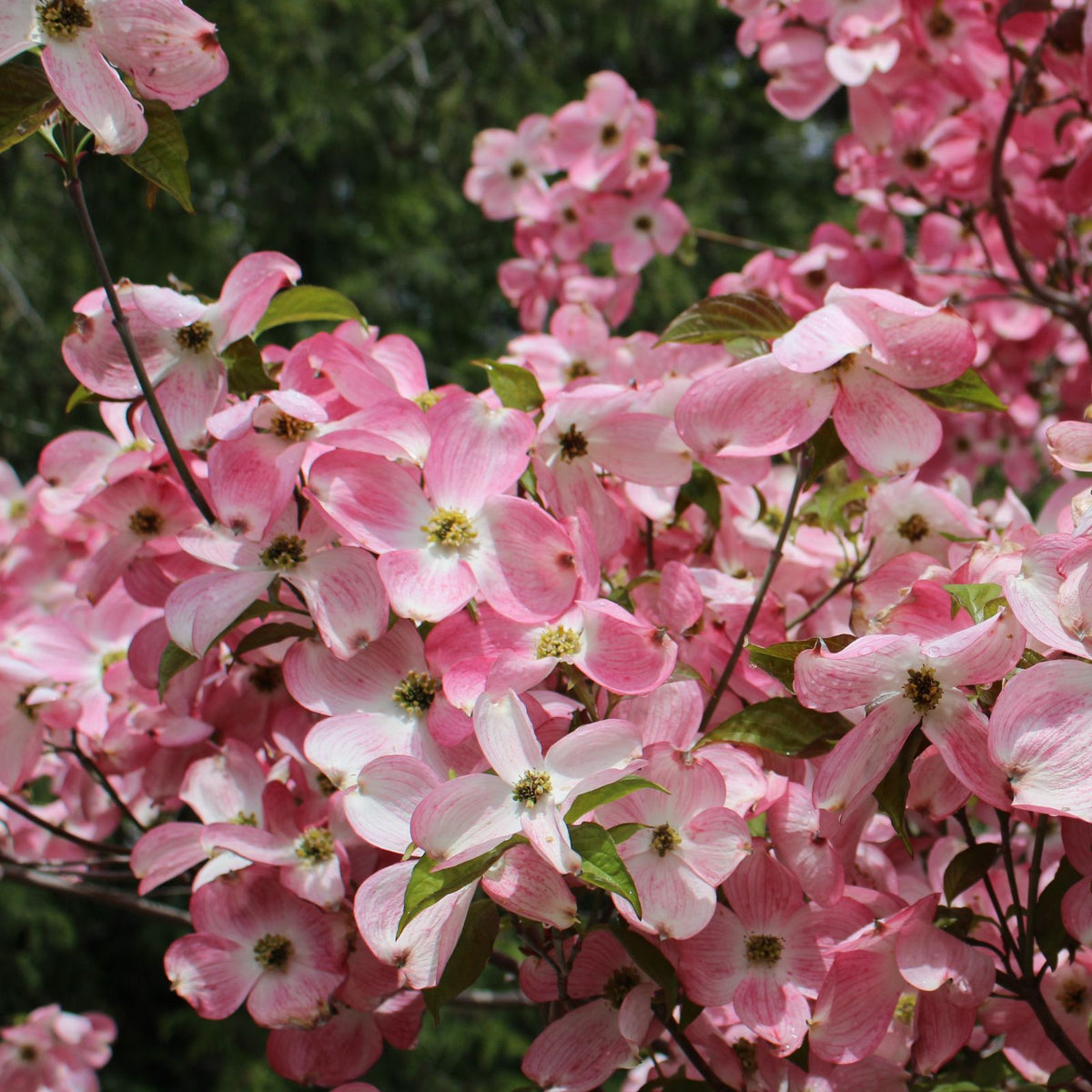 Cornus florida Cherokee Brave 'Comco #1'