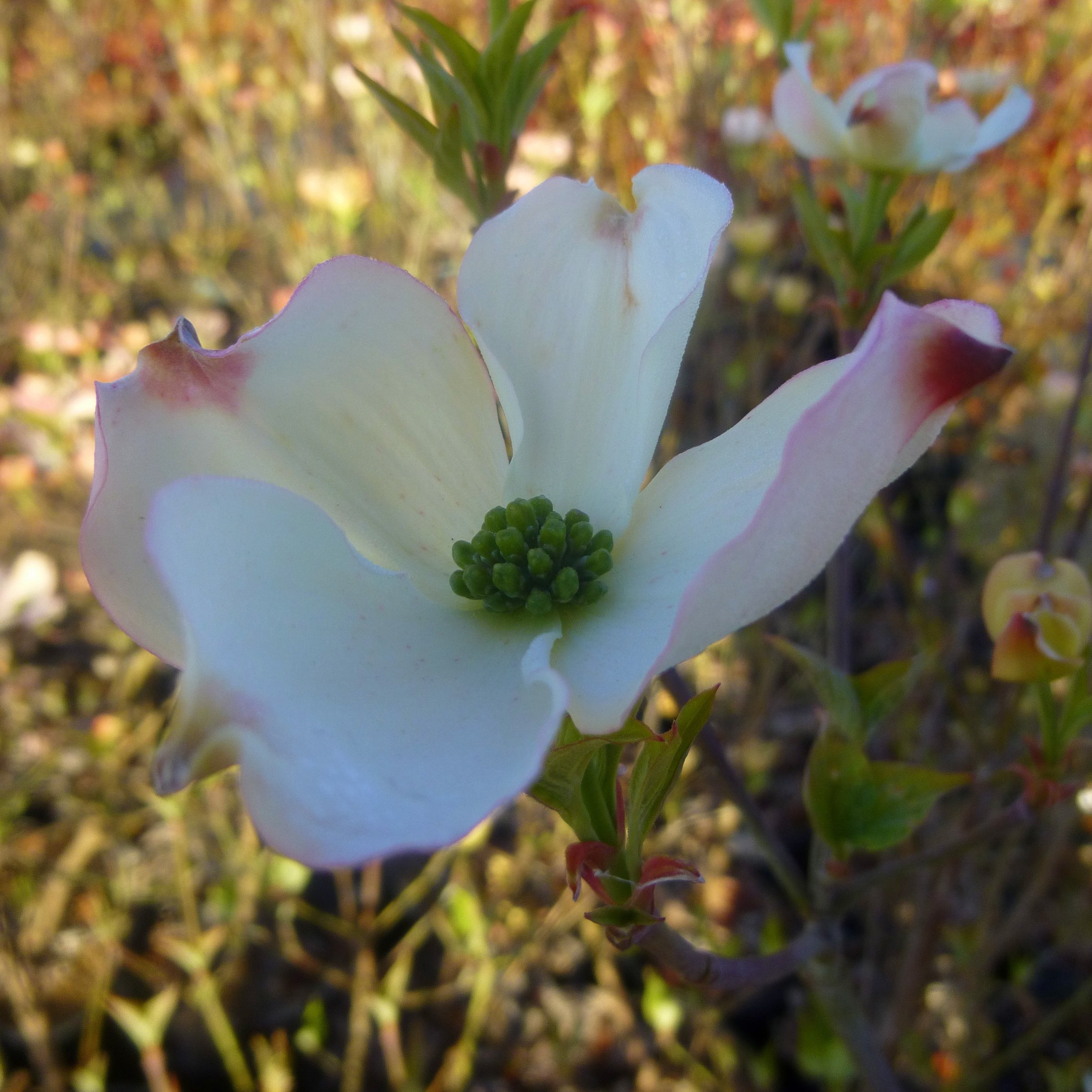 Cornus florida 'Cherokee Princess'