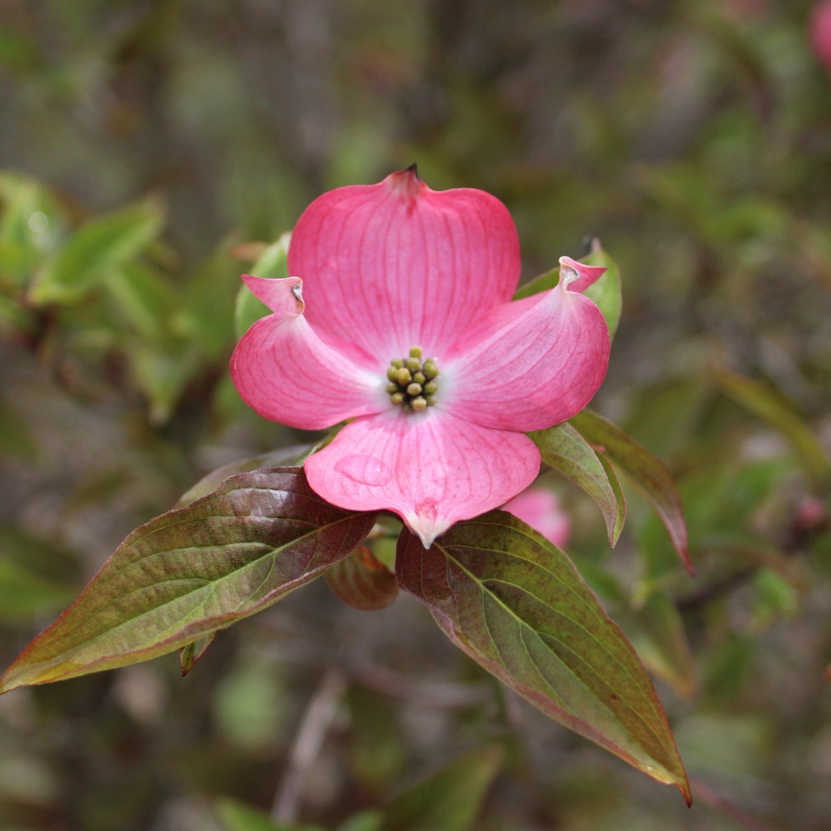 Cornus florida 'Red Pygmy'®