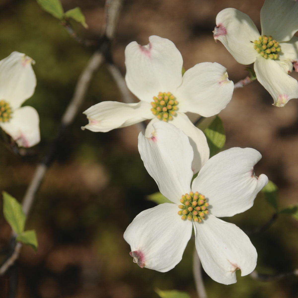 Cornus florida