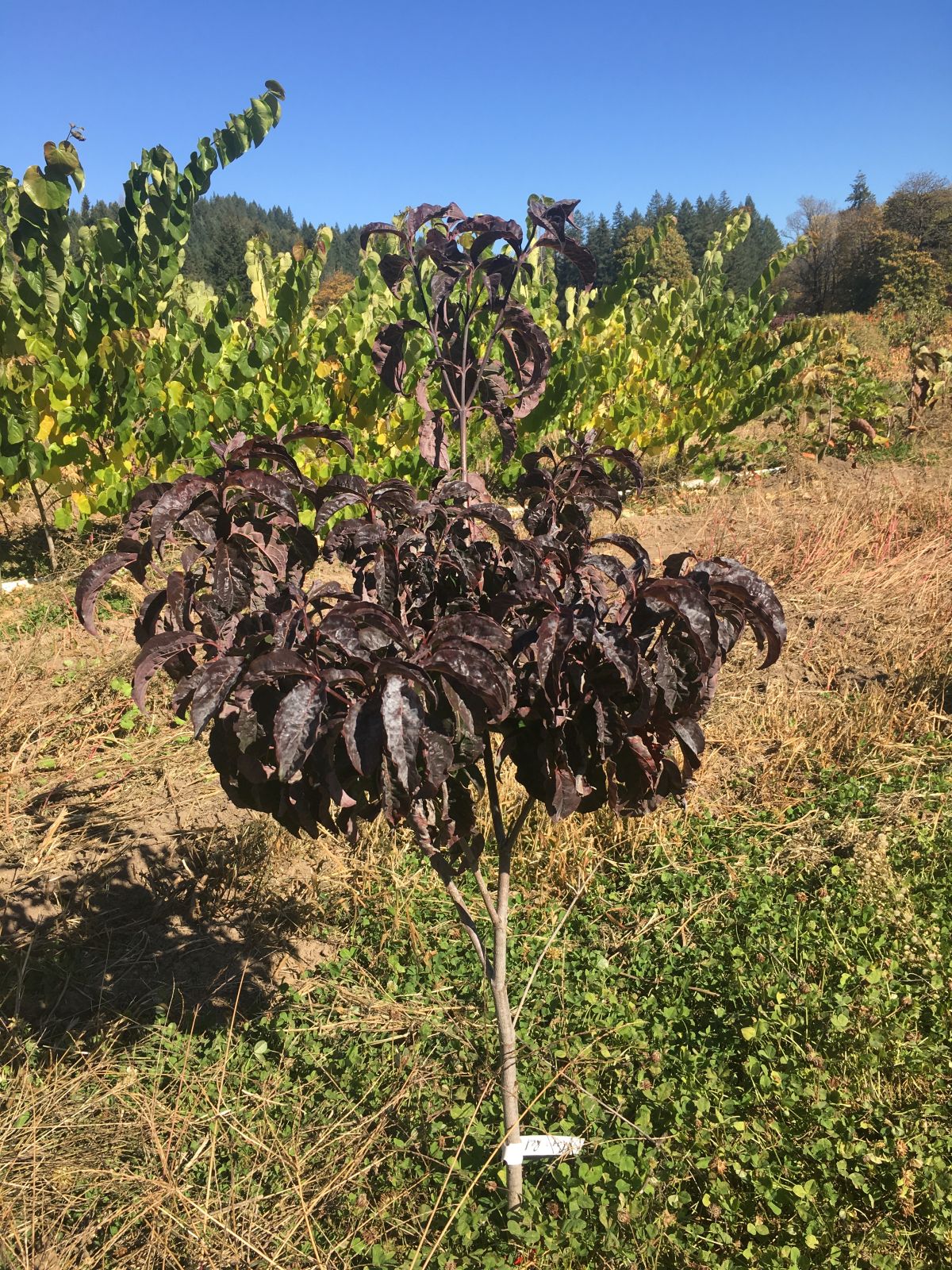 Cornus florida Ragin' Red™ PPAF
