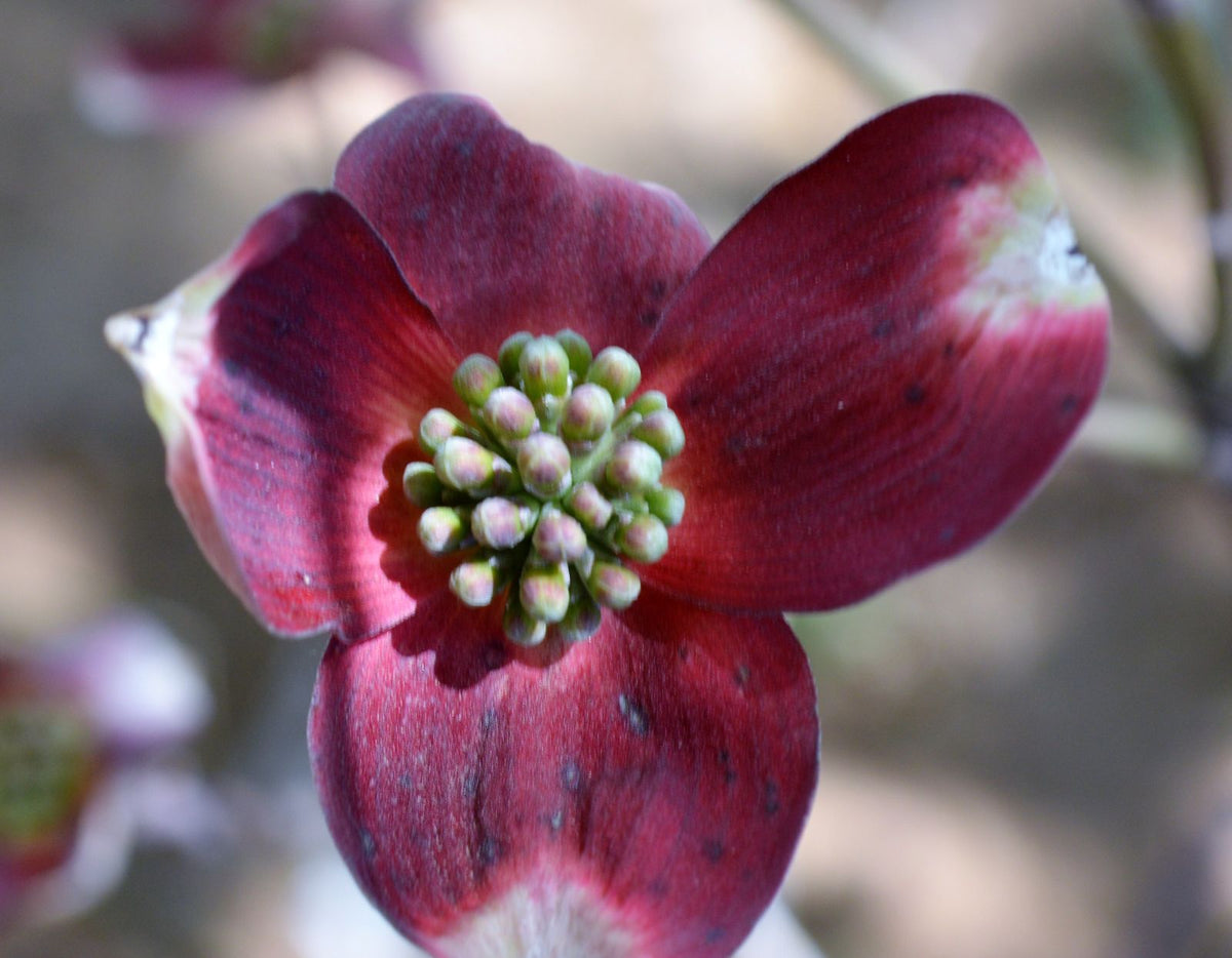 Cornus florida Ragin' Red™ PPAF