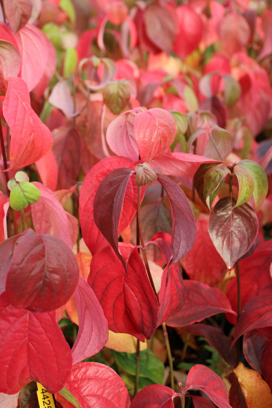 Cornus florida